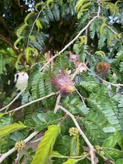 Calliandra haematocephala