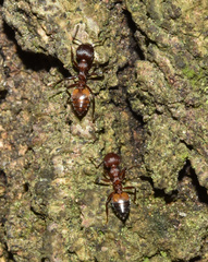 Crematogaster
