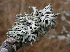 Hypogymnia tubulosa