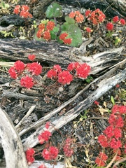Crassula glomerata