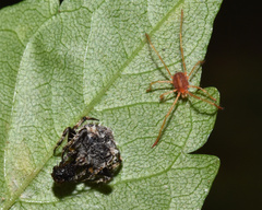 Trombidiformes