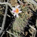 Thornber's Nipple Cactus - Photo (c) Doug Jenness, some rights reserved (CC BY-NC), uploaded by Doug Jenness