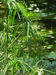 Cyperus textilis