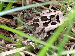 Sclerophrys capensis