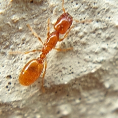 Carebara