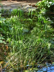 Cyperus textilis