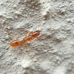 Carebara