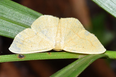 Scopula straminea