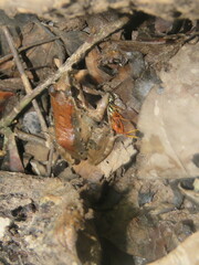 Leptodactylus petersii