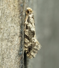 Nemapogon granella