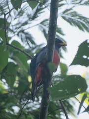 Trogon melanurus