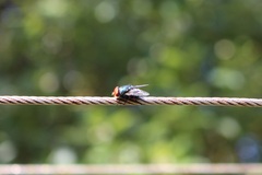 Chrysomya marginalis