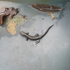 Triturus carnifex