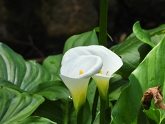 Zantedeschia aethiopica