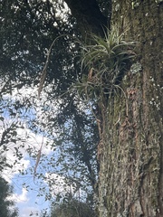 Tillandsia incarnata