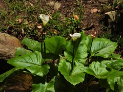 Zantedeschia aethiopica