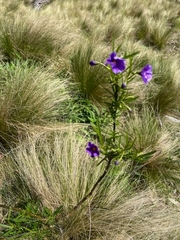 Solanum vescum