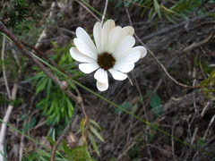 Dimorphotheca nudicaulis