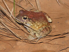 Leptodactylus labyrinthicus