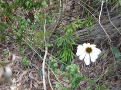 Dimorphotheca nudicaulis
