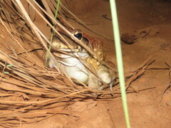 Leptodactylus labyrinthicus