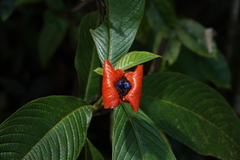 Palicourea tomentosa