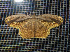 Pareumelea eugeniata