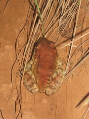 Leptodactylus labyrinthicus