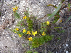 Cullumia carlinoides