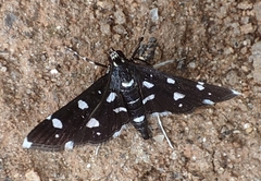 Bocchoris