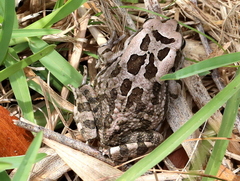 Sclerophrys capensis