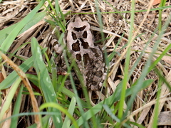 Sclerophrys capensis