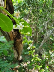 Citharexylum spinosum