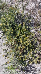 Thesium pubescens