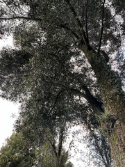 Tillandsia incarnata