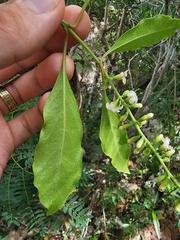 Citharexylum spinosum
