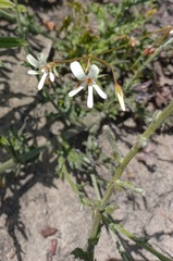 Pelargonium elongatum