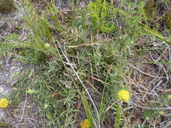 Leucospermum prostratum