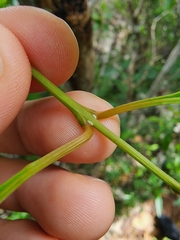 Citharexylum spinosum
