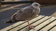 Larus argentatus