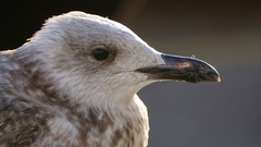 Larus argentatus
