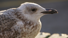 Larus argentatus