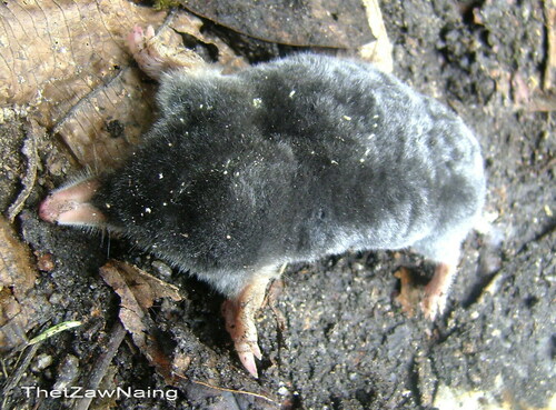 Greater Chinese Mole (Euroscaptor grandis) — Least Concern Mammalia