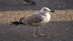 Larus argentatus