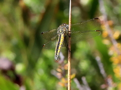 Trithemis dorsalis