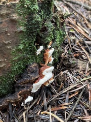 Heterobasidion annosum