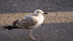 Larus argentatus