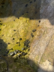 Littorina subrotundata