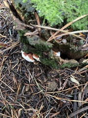 Heterobasidion annosum