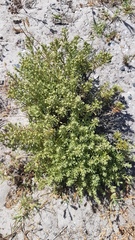 Helichrysum niveum